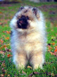 Puppy1 Puppy1