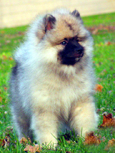 Puppy2 Puppy2